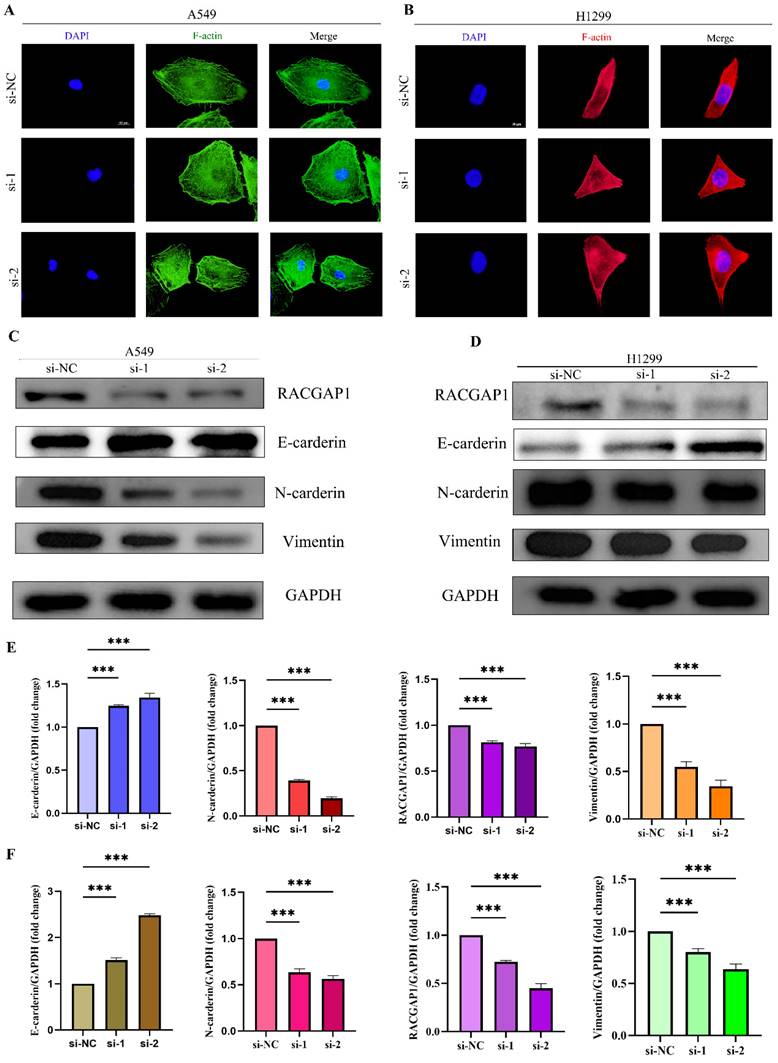 J Cancer Image