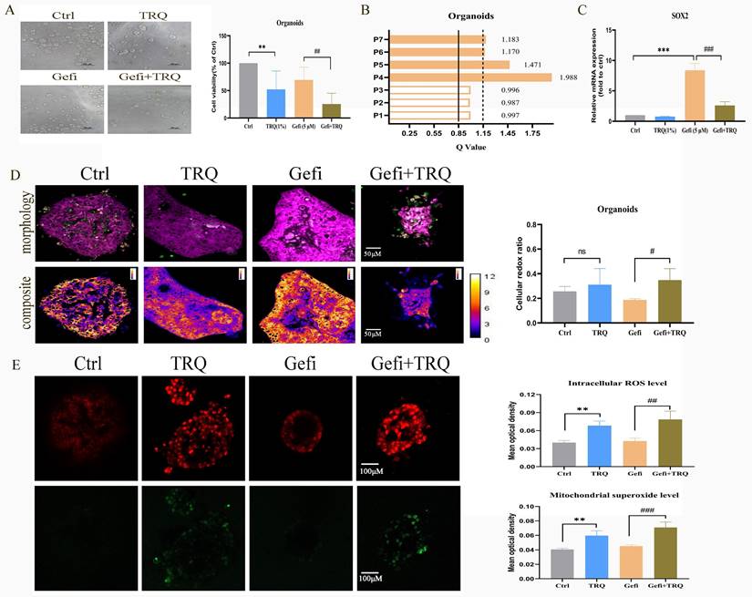 J Cancer Image