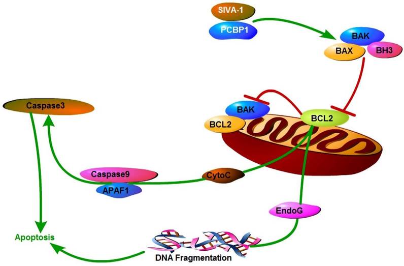 J Cancer Image