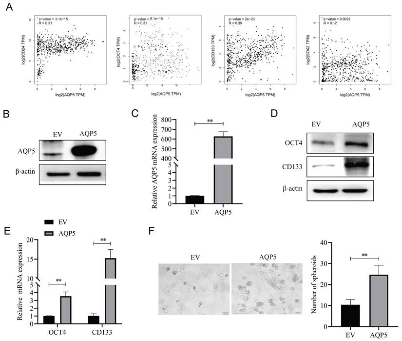 J Cancer Image