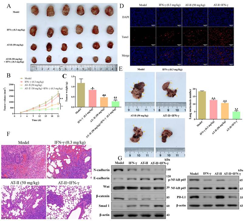 J Cancer Image