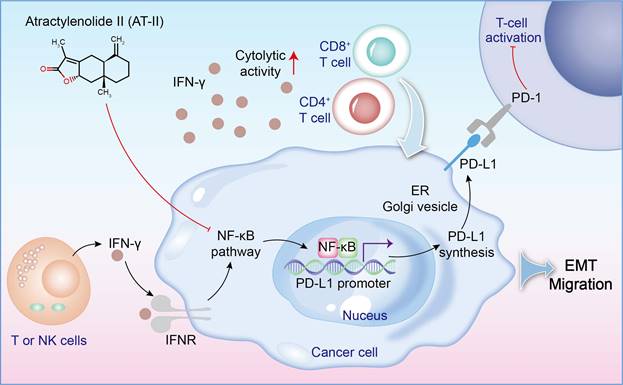 J Cancer Image
