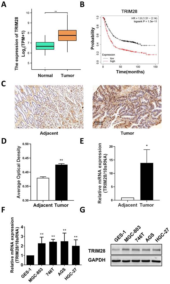 J Cancer Image