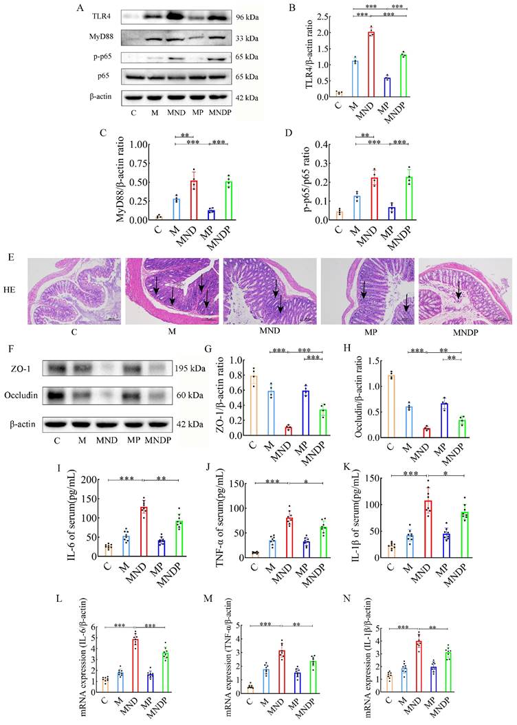 J Cancer Image