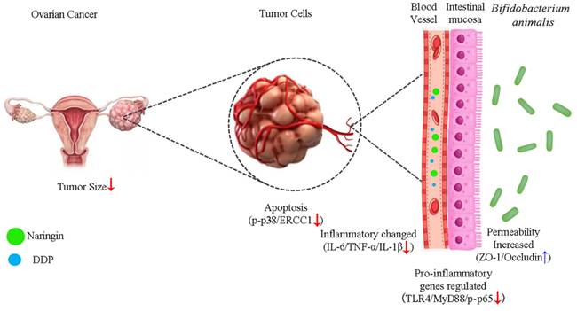J Cancer Image