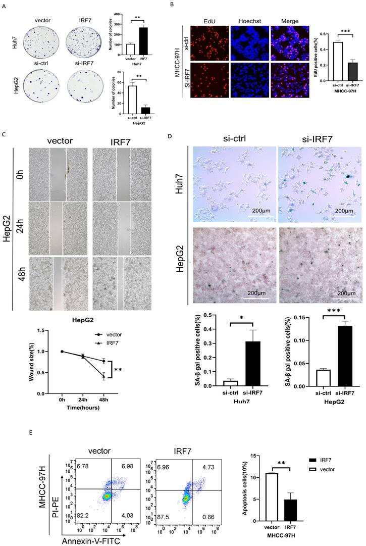 J Cancer Image