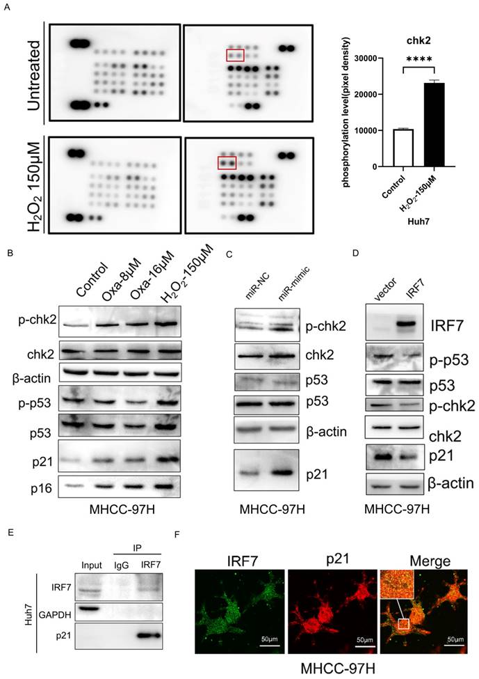 J Cancer Image