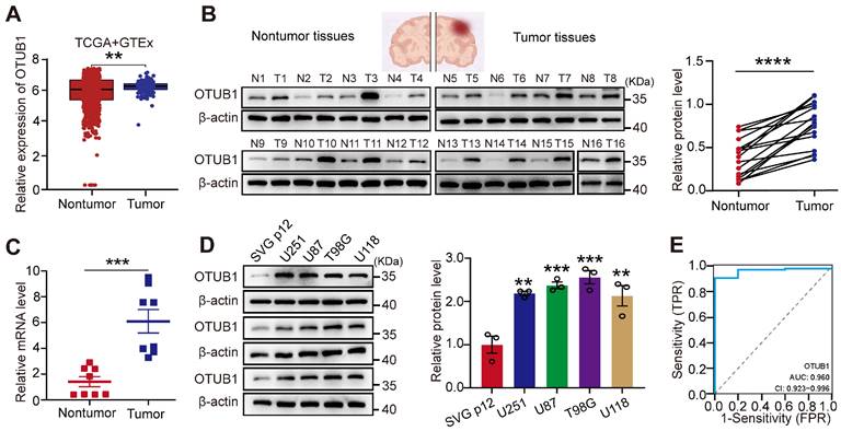 J Cancer Image