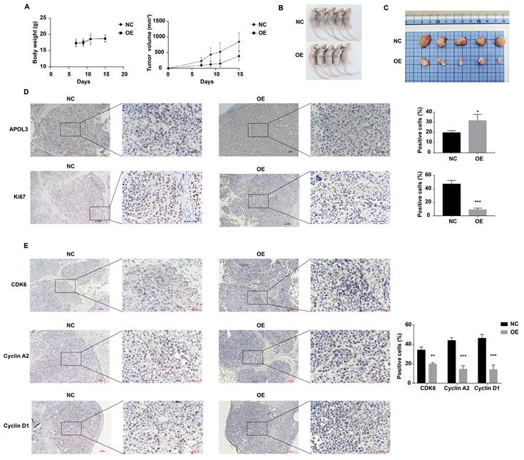 J Cancer Image