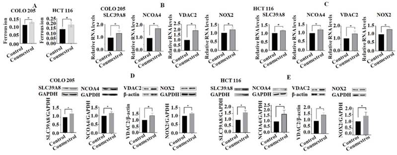 J Cancer Image