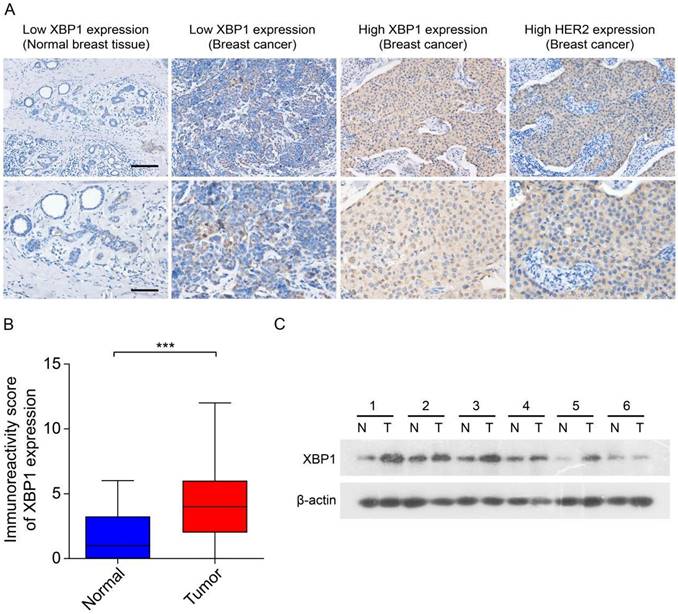 J Cancer Image
