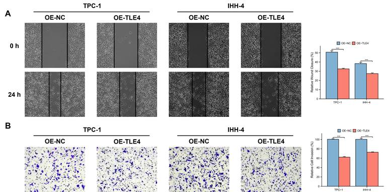 J Cancer Image