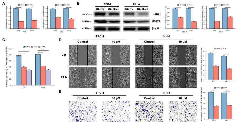 J Cancer Image