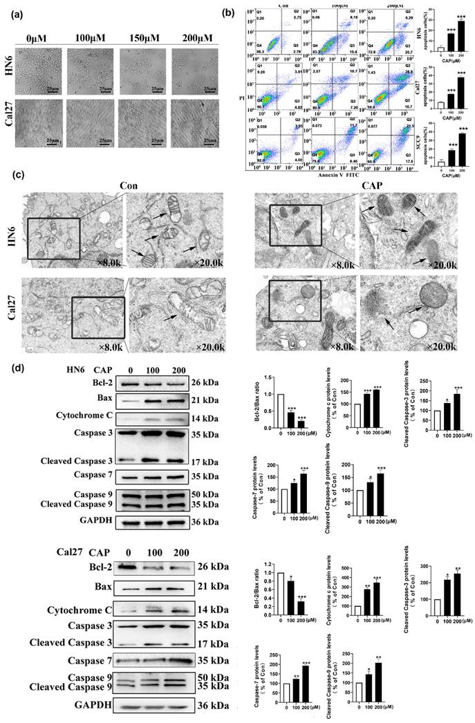 J Cancer Image