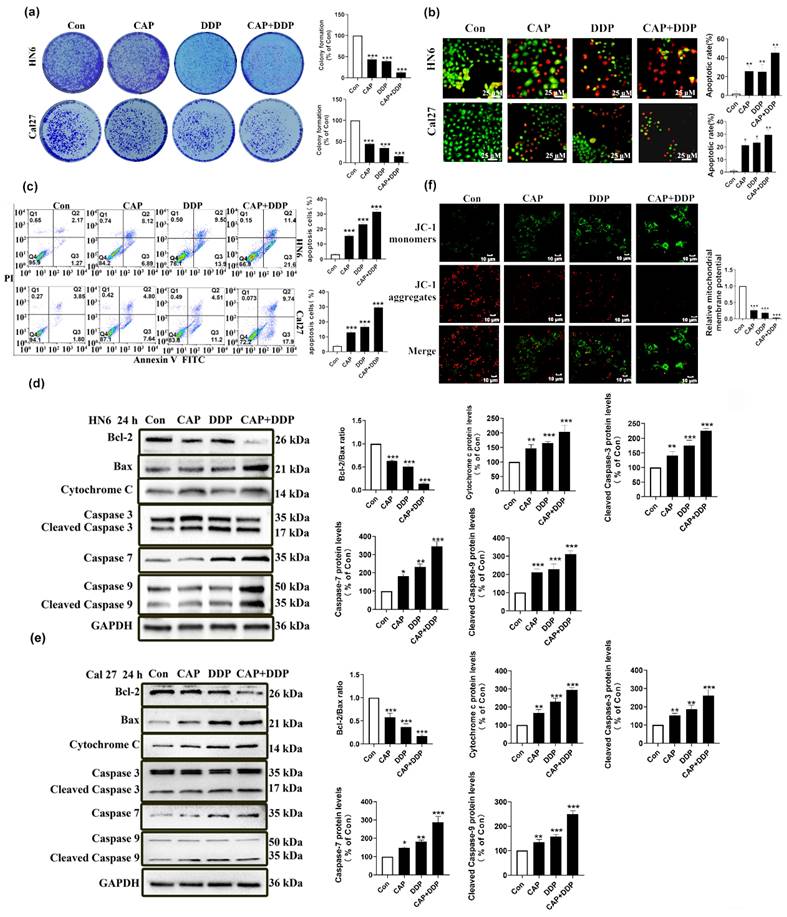 J Cancer Image