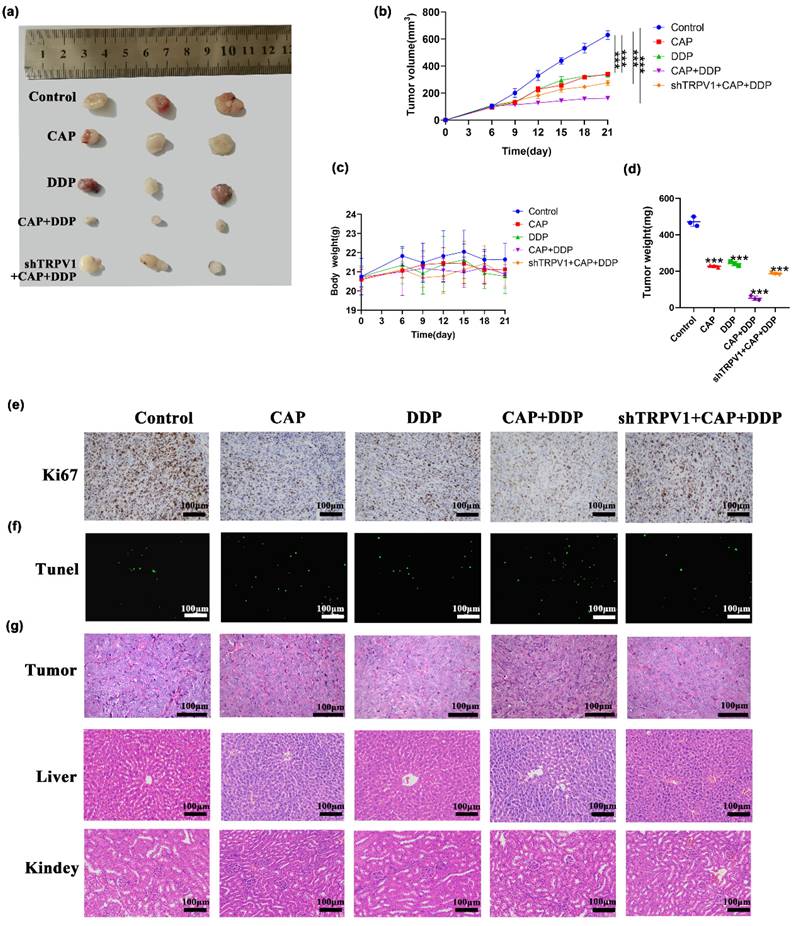 J Cancer Image