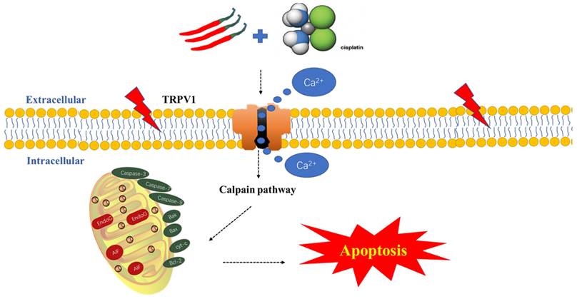 J Cancer Image
