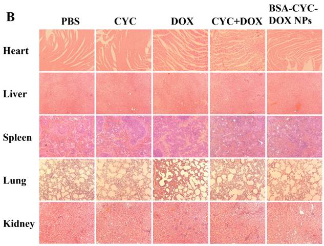 J Cancer Image