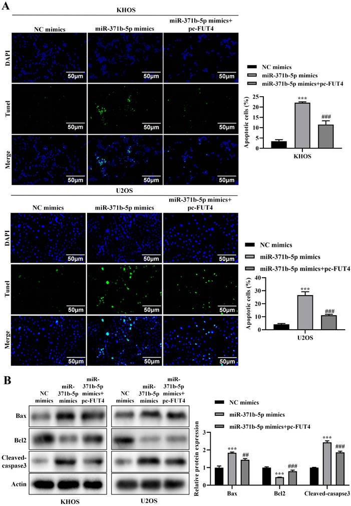 J Cancer Image