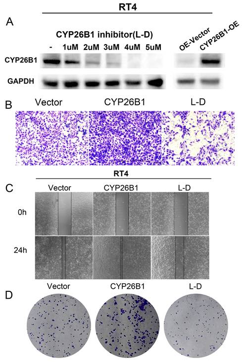 J Cancer Image