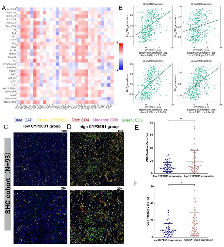 J Cancer Image