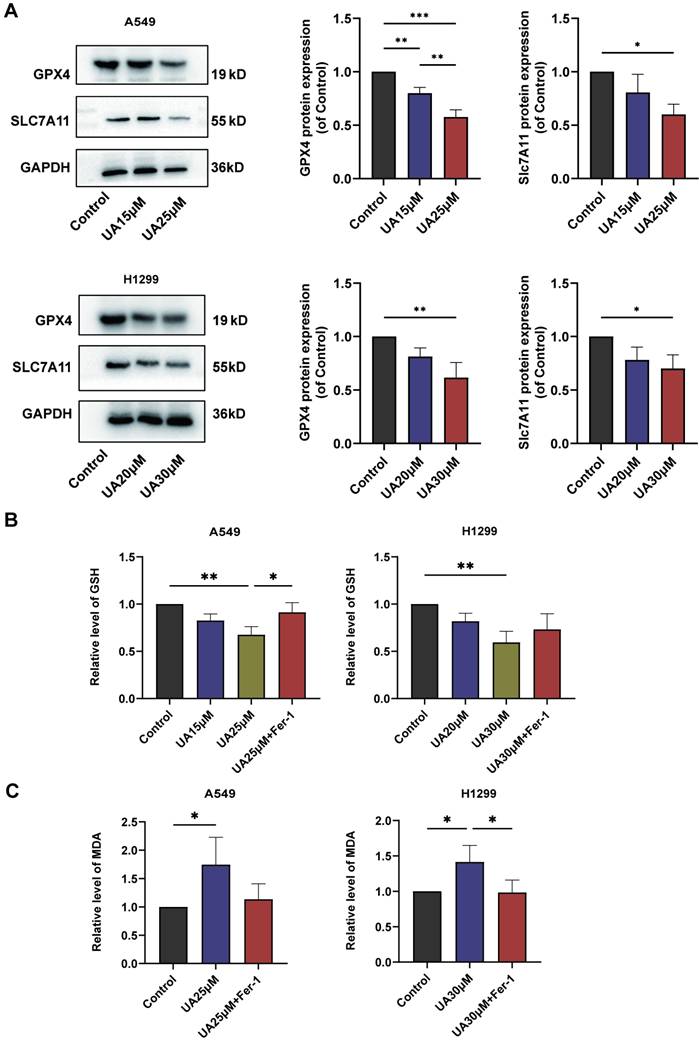 J Cancer Image