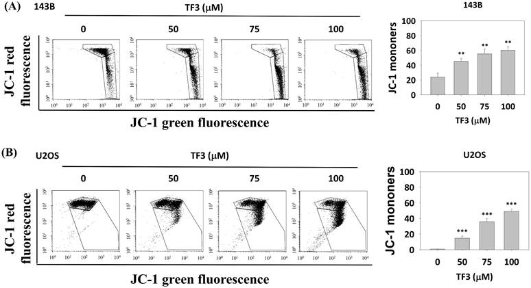 J Cancer Image