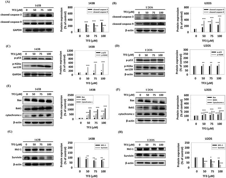J Cancer Image