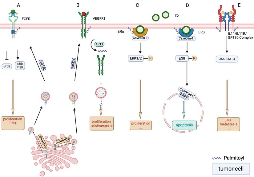 J Cancer Image