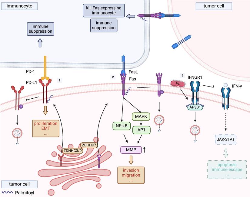 J Cancer Image