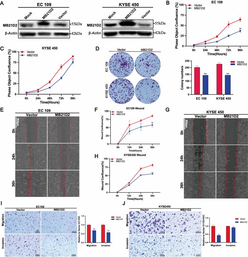 J Cancer Image