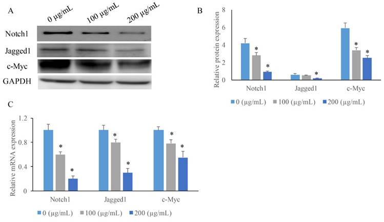 J Cancer Image