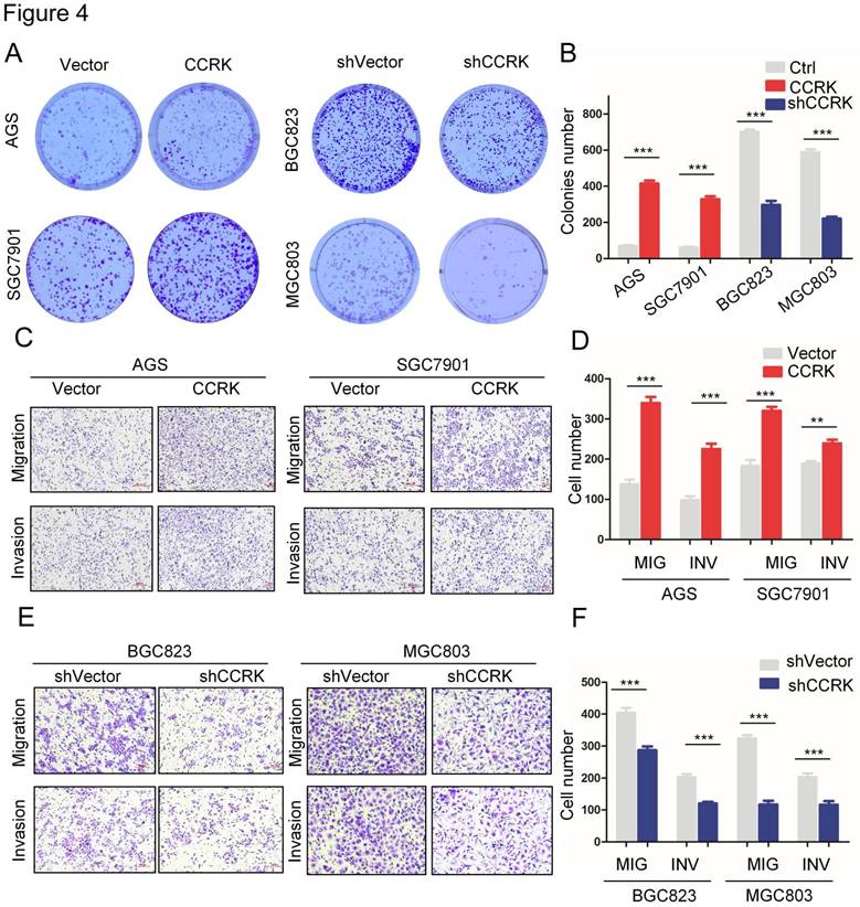 J Cancer Image