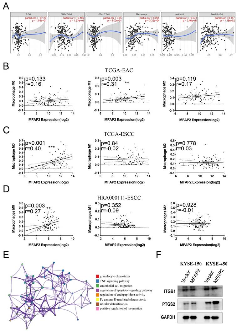 J Cancer Image