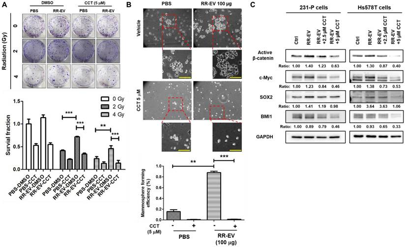 J Cancer Image