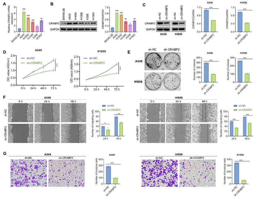 J Cancer Image