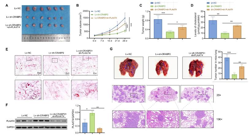 J Cancer Image
