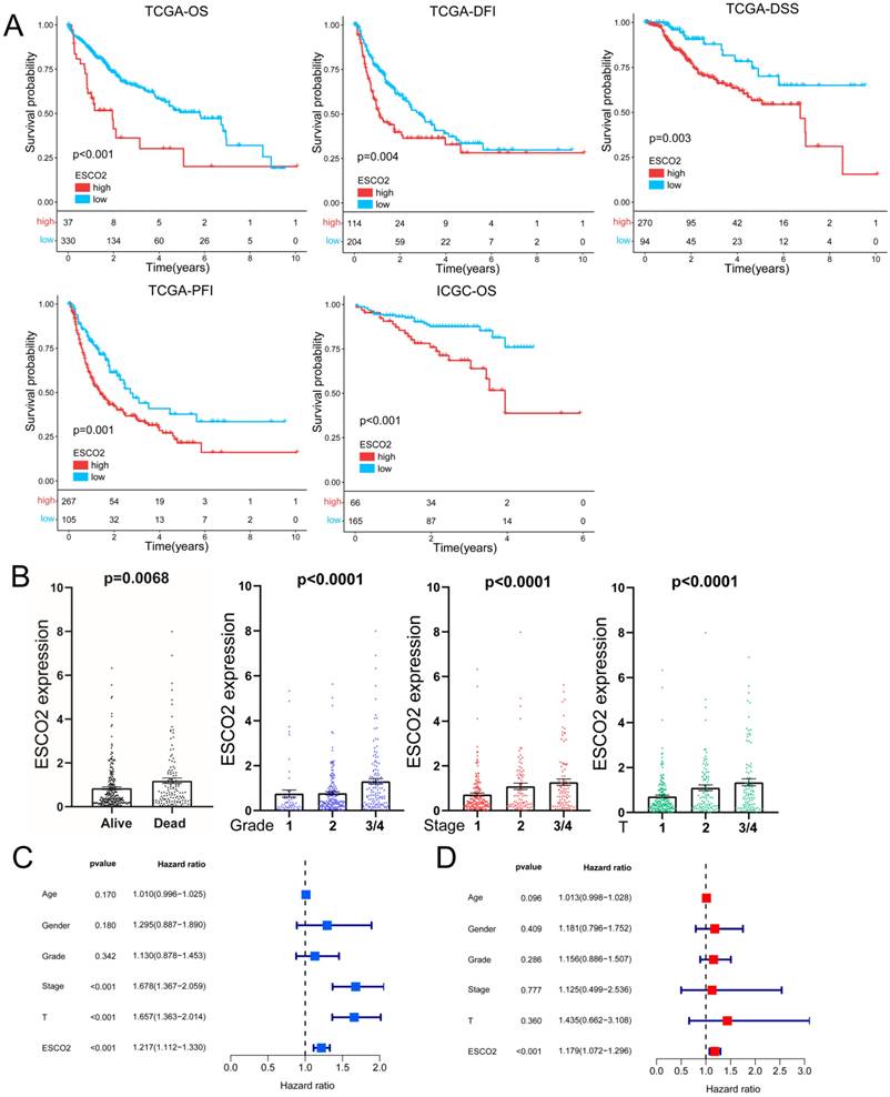 J Cancer Image