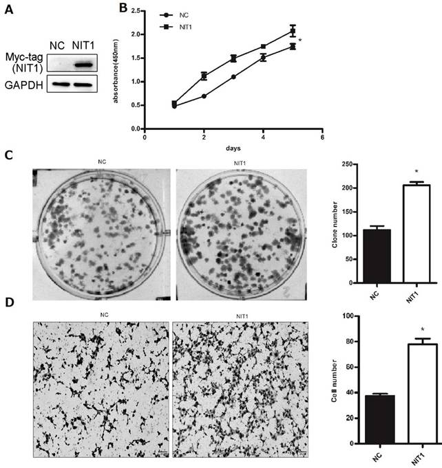 J Cancer Image