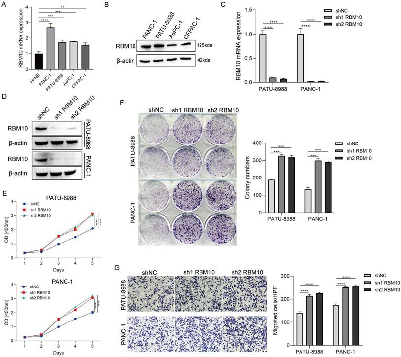 J Cancer Image