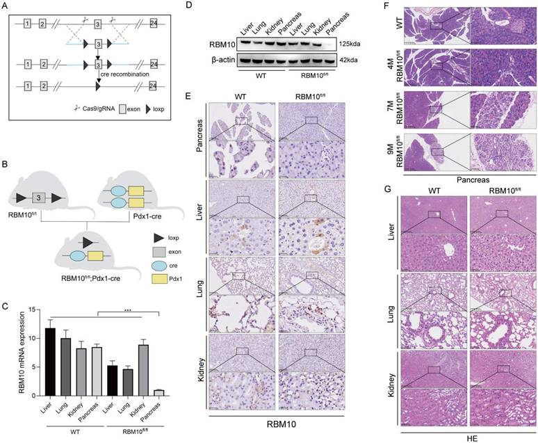 J Cancer Image
