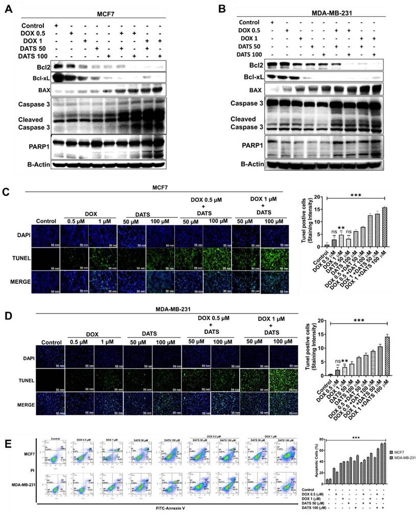 J Cancer Image