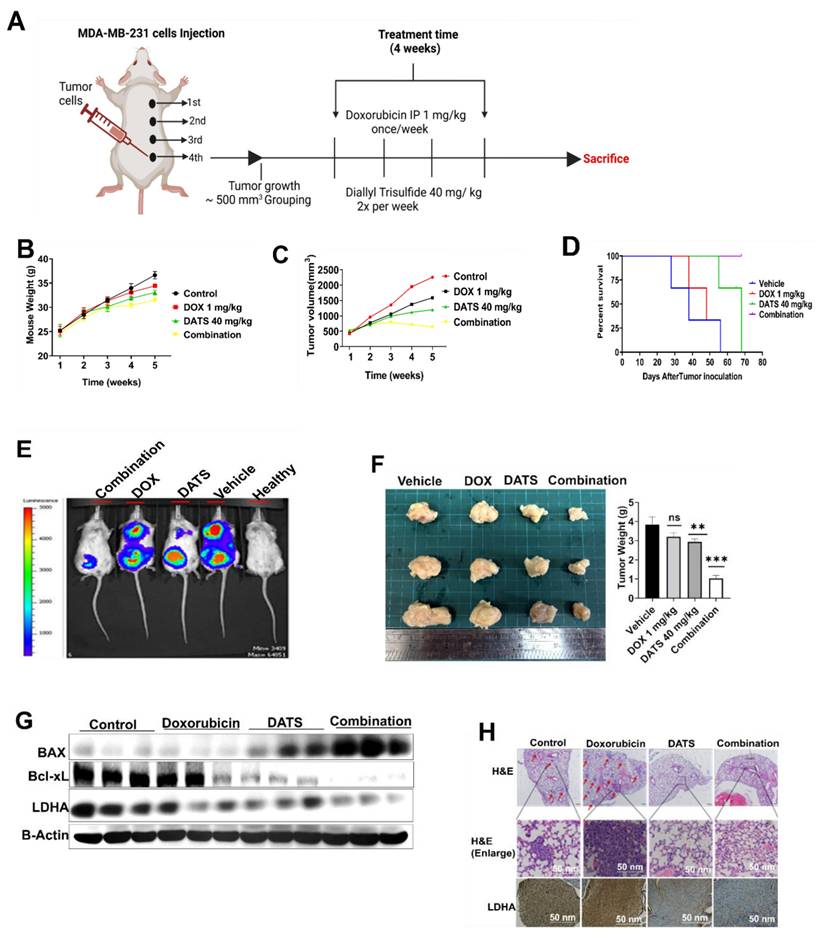 J Cancer Image