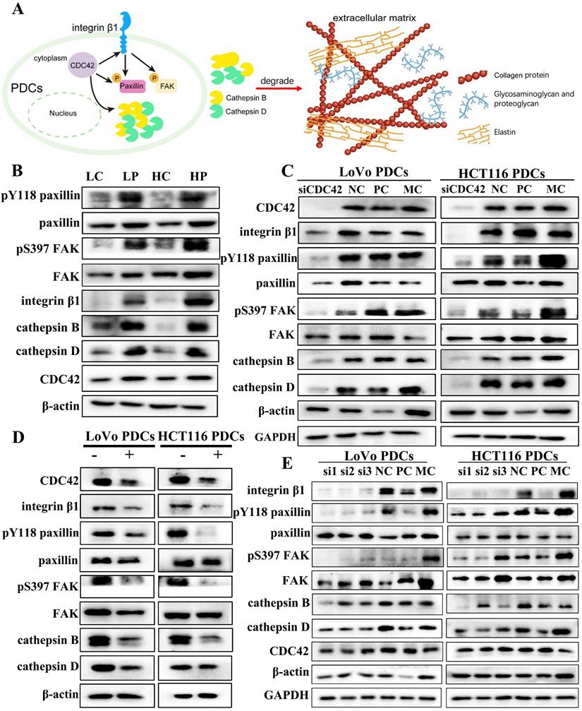 J Cancer Image