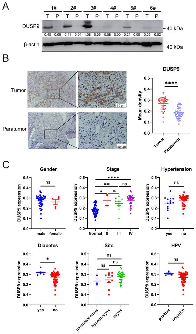 J Cancer Image