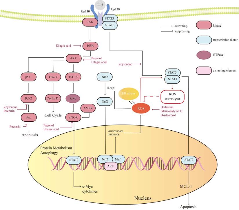 J Cancer Image
