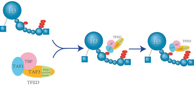 J Cancer Image