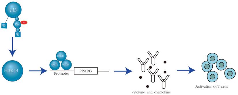 J Cancer Image