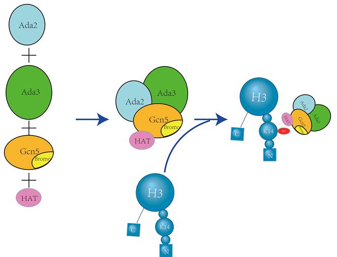 J Cancer Image