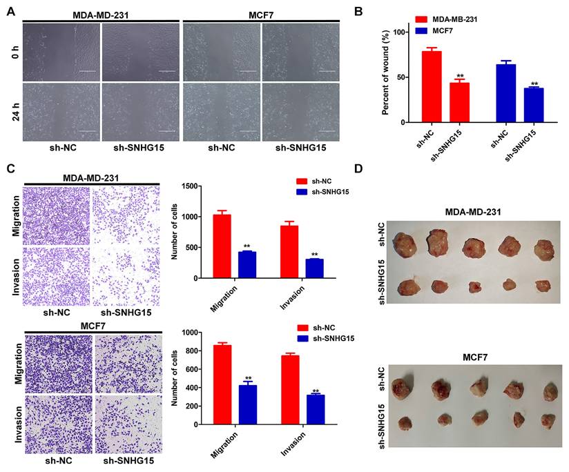 J Cancer Image